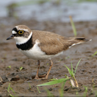 Little Ringed Plover